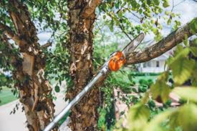 Where to find PRUNING POLE SAW, 13 REACH 14 BAR, GAS in Helena